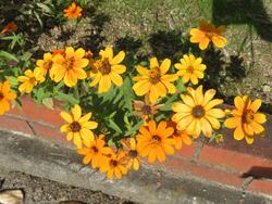 秋の花