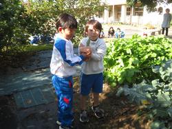 幼稚園の柿をいただきに行きました