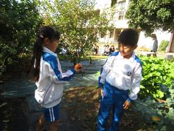 幼稚園の柿をいただきに行きました