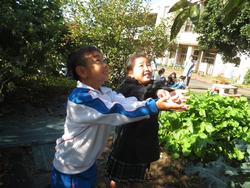 幼稚園の柿をいただきに行きました