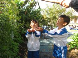 幼稚園の柿をいただきに行きました