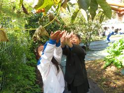 幼稚園の柿をいただきに行きました