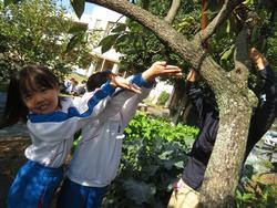 幼稚園の柿をいただきに行きました