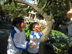 幼稚園の柿をいただきに行きました