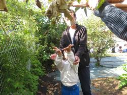 幼稚園の柿をいただきに行きました
