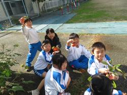 幼稚園の柿をいただきに行きました