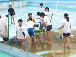 6年生プール清掃の様子