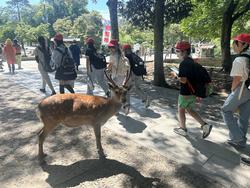 6年生校外学習東大寺南大門到着