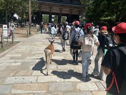 6年生校外学習東大寺南大門到着
