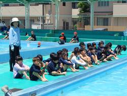1年生水泳学習