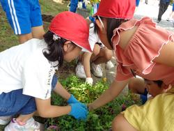 2年生老人クラブの方々と花植え