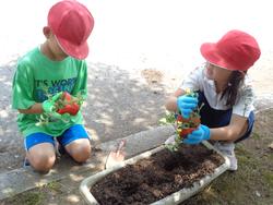 2年生老人クラブの方々と花植え