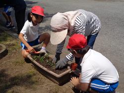 2年生老人クラブの方々と花植え