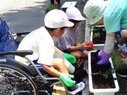 2年生老人クラブの方々と花植え