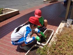 2年生老人クラブの方々と花植え