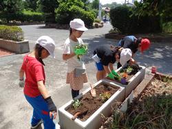 2年生老人クラブの方々と花植え