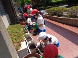 2年生老人クラブの方々と花植え