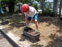 2年生老人クラブの方々と花植え