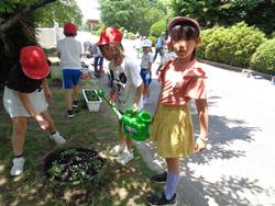 2年生老人クラブの方々と花植え