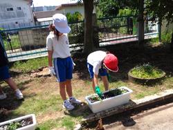 2年生老人クラブの方々と花植え