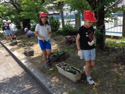 2年生老人クラブの方々と花植え