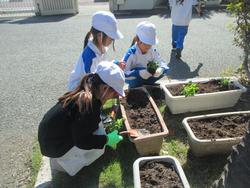 2年生老人クラブの方々と花植え