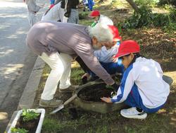 2年生老人クラブの方々と花植え