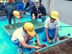 3年生花いっぱい運動の様子