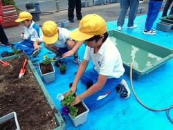 3年生花いっぱい運動の様子