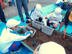 3年生花いっぱい運動の様子