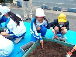 3年生花いっぱい運動の様子