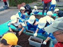 3年生花いっぱい運動の様子