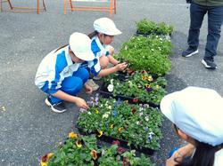 3年生花いっぱい運動の様子