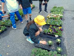 3年生花いっぱい運動の様子