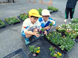 3年生花いっぱい運動の様子