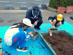 3年生花いっぱい運動の様子