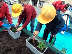 3年生花いっぱい運動