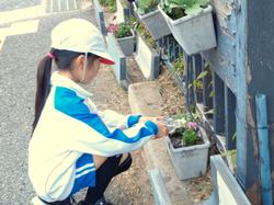 3年生花いっぱい運動