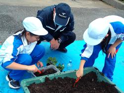 3年生花いっぱい運動