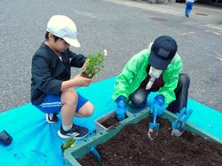 3年生花いっぱい運動