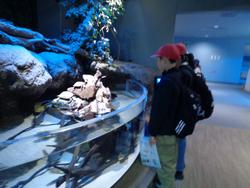 6年生修学旅行宮島水族館での様子