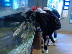 6年生修学旅行宮島水族館での様子