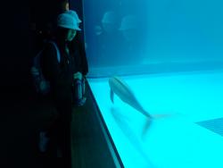 6年生修学旅行宮島水族館での様子