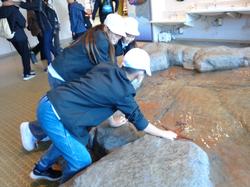 6年生修学旅行宮島水族館での様子