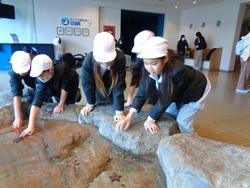 6年生修学旅行宮島水族館での様子