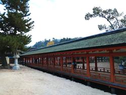6年生修学旅行厳島神社参拝の様子