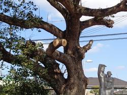 樹木の伐採・剪定