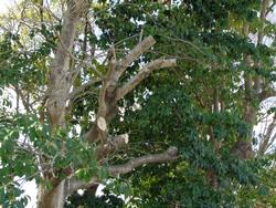 樹木の伐採・剪定