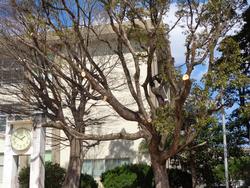 樹木の伐採・剪定