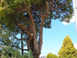 樹木の伐採・剪定